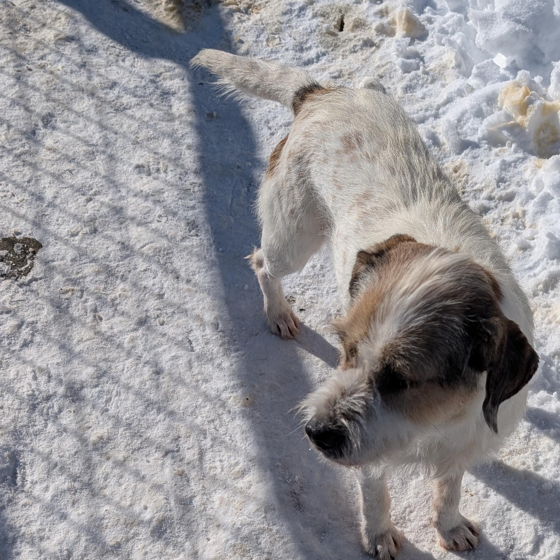 Enlarge Archie, a ADOPTABLE Mixed Breed in Burlington, VT image 3/6