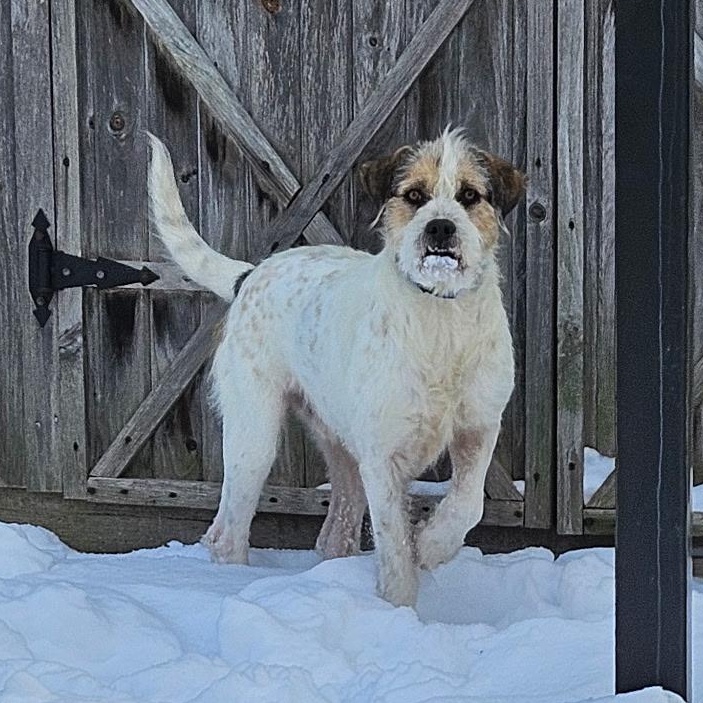 Archie, ADOPTABLE, Adult Male Mixed Breed.