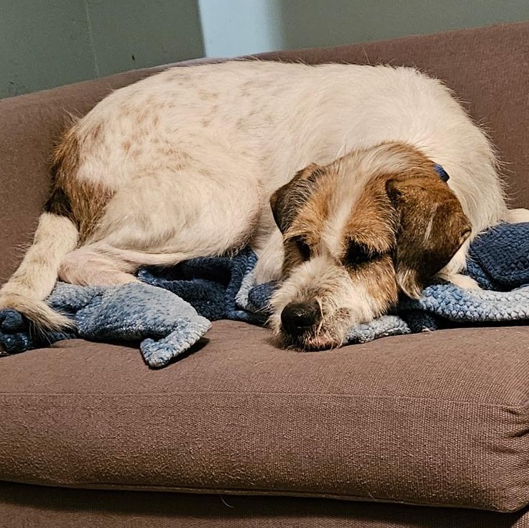 Enlarge Archie, a ADOPTABLE Mixed Breed in Burlington, VT image 6/6