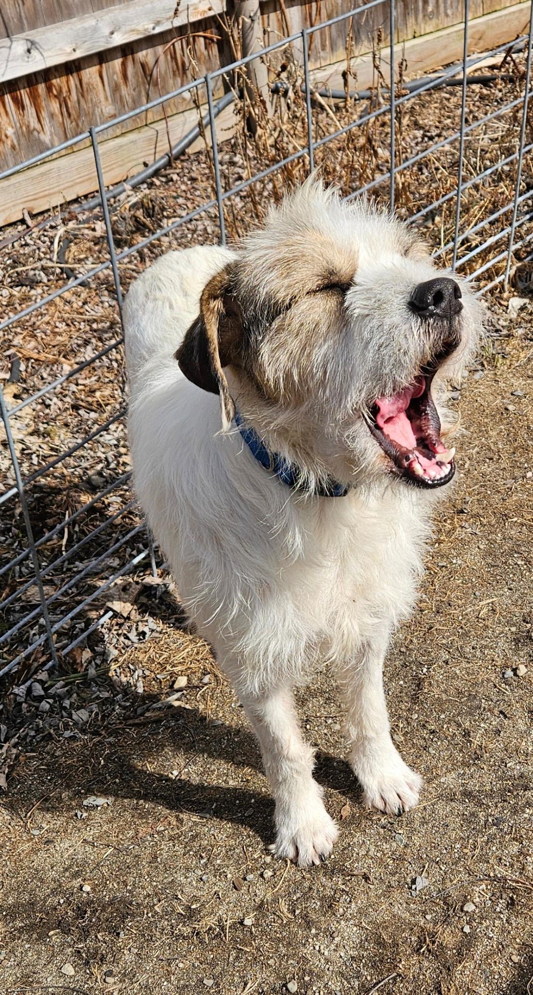 Enlarge Archie, a ADOPTABLE Mixed Breed in Burlington, VT image 5/6