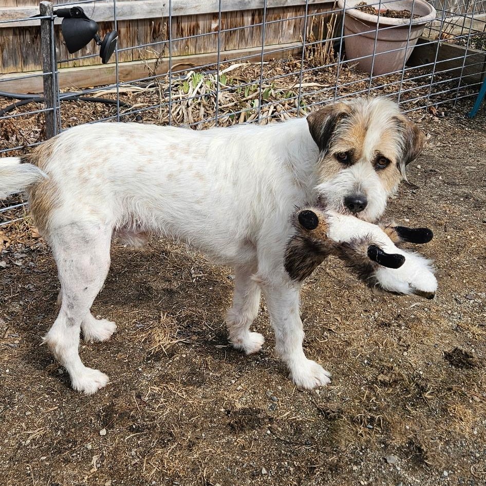 Enlarge Archie, a ADOPTABLE Mixed Breed in Burlington, VT image 1/6