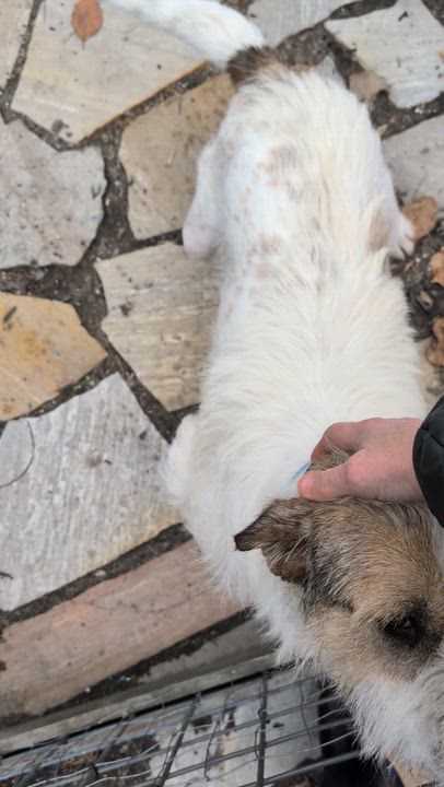 Enlarge Archie, a ADOPTABLE Mixed Breed in Burlington, VT video 6/6