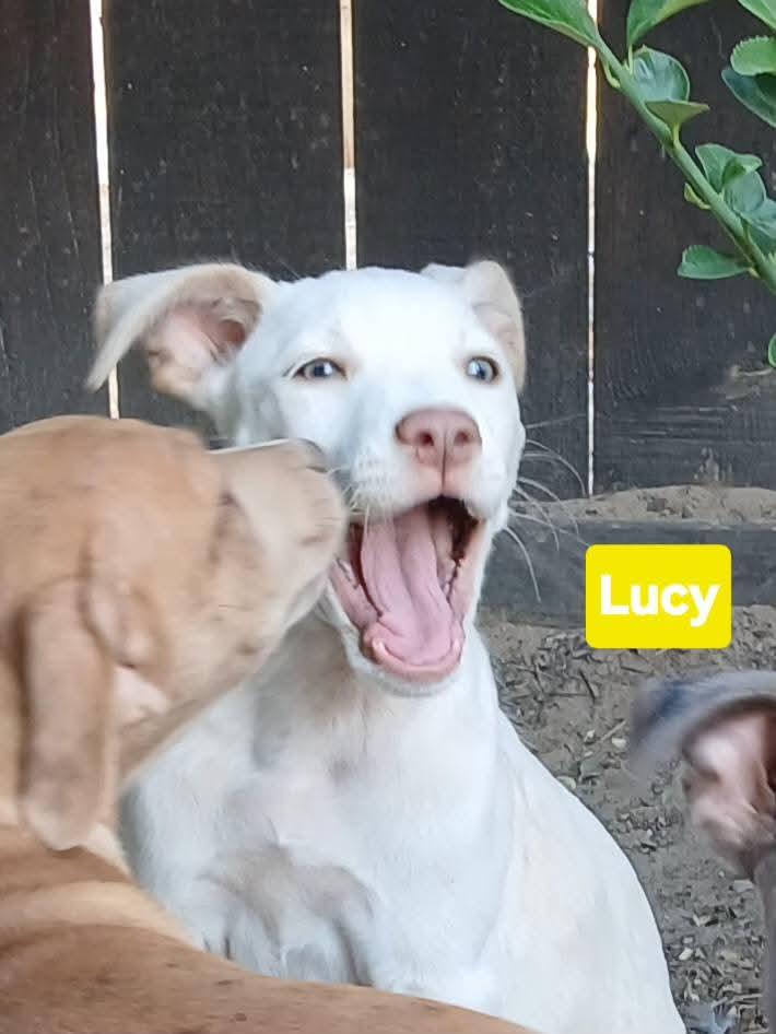Lucy
