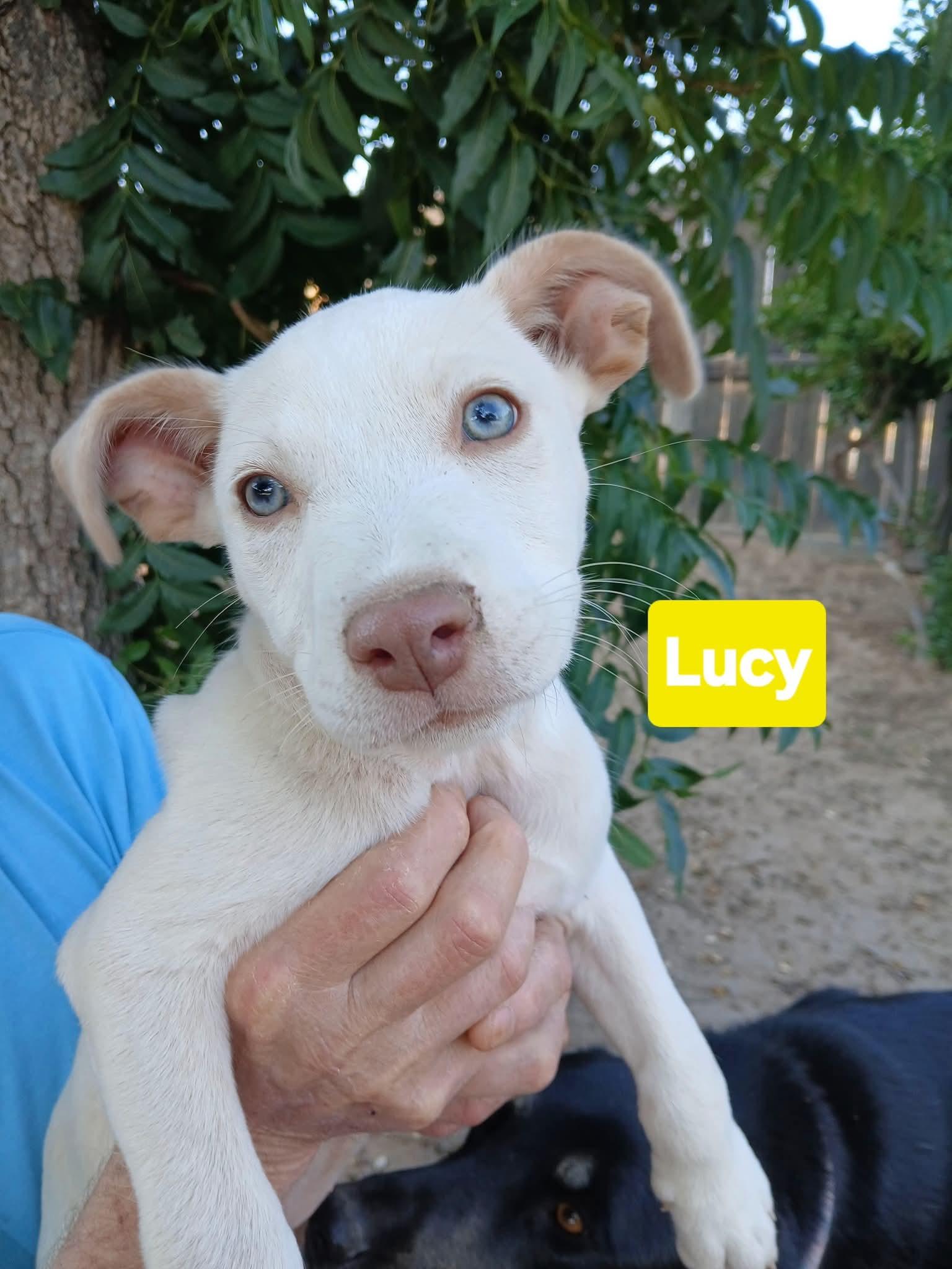 Lucy thumbnail 2