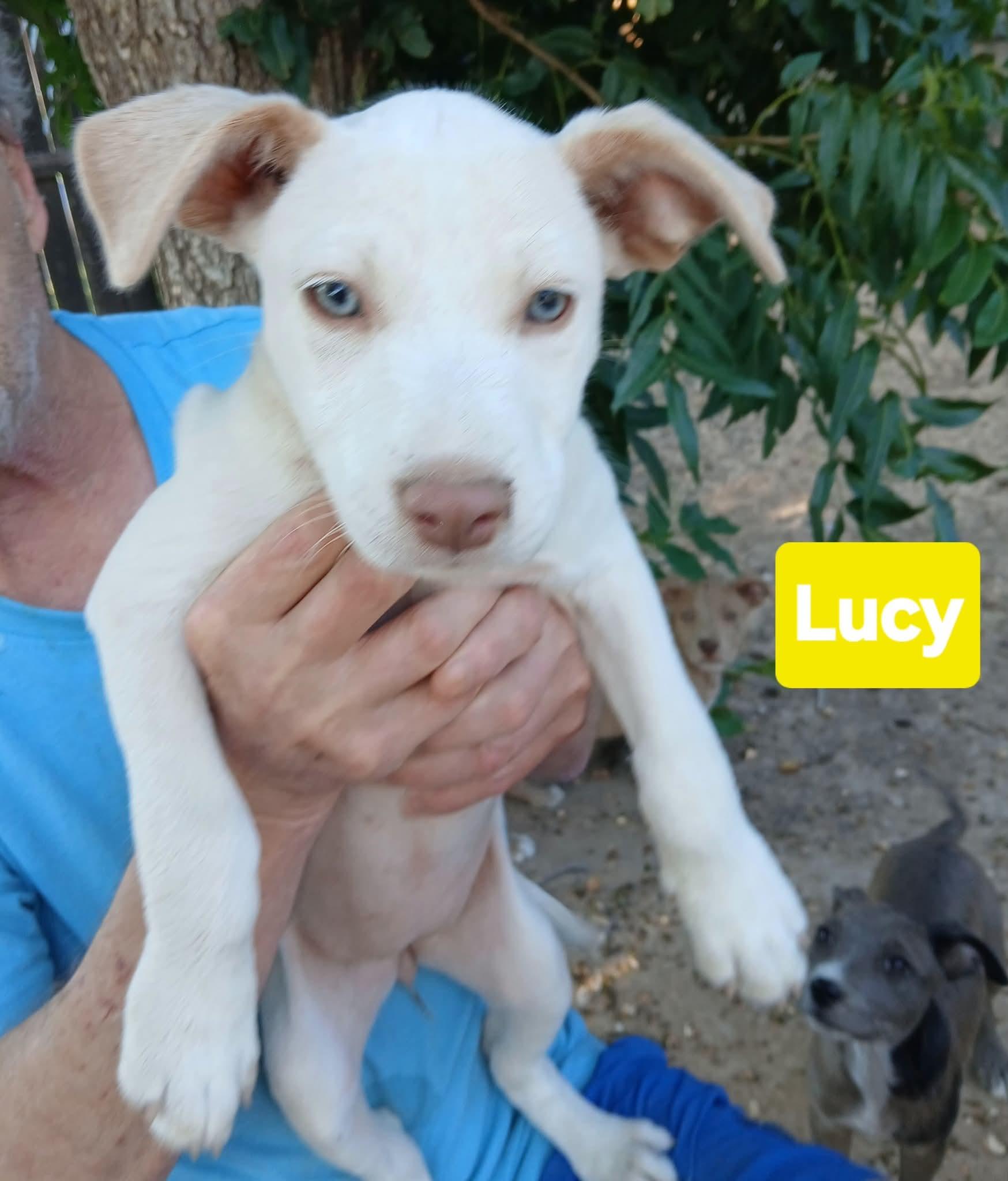 Lucy thumbnail 3