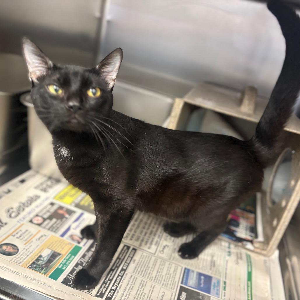 Water boy, Adoptable, Adult Male Domestic Short Hair & Domestic Short Hair.