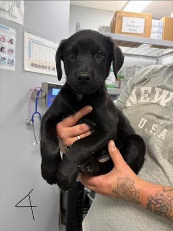 Huxley, Adoptable, Puppy Male Rottweiler & Labrador Retriever.