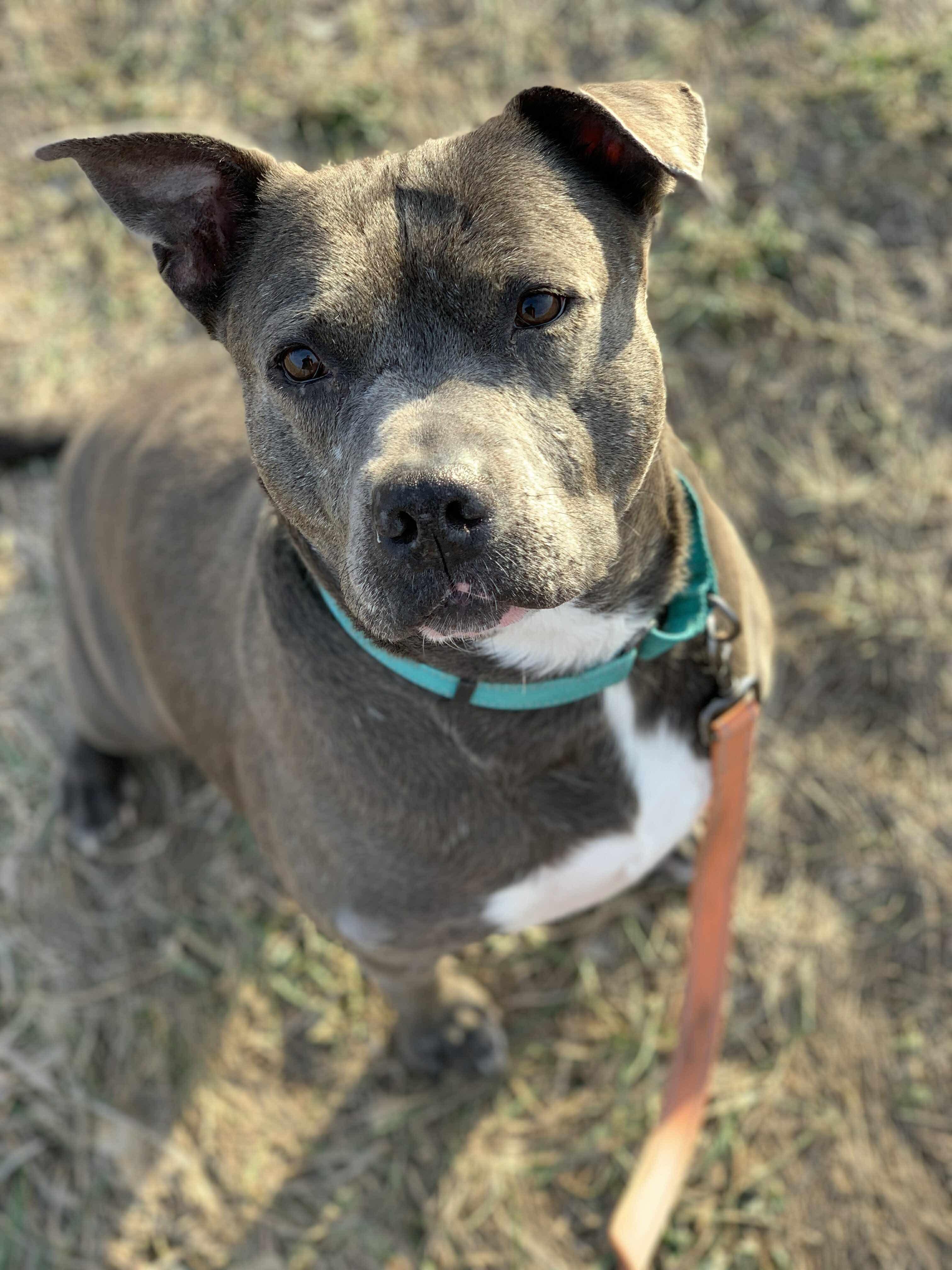 Enlarge Raven, a Adoptable mixed breed in Independence, IA image 1/2