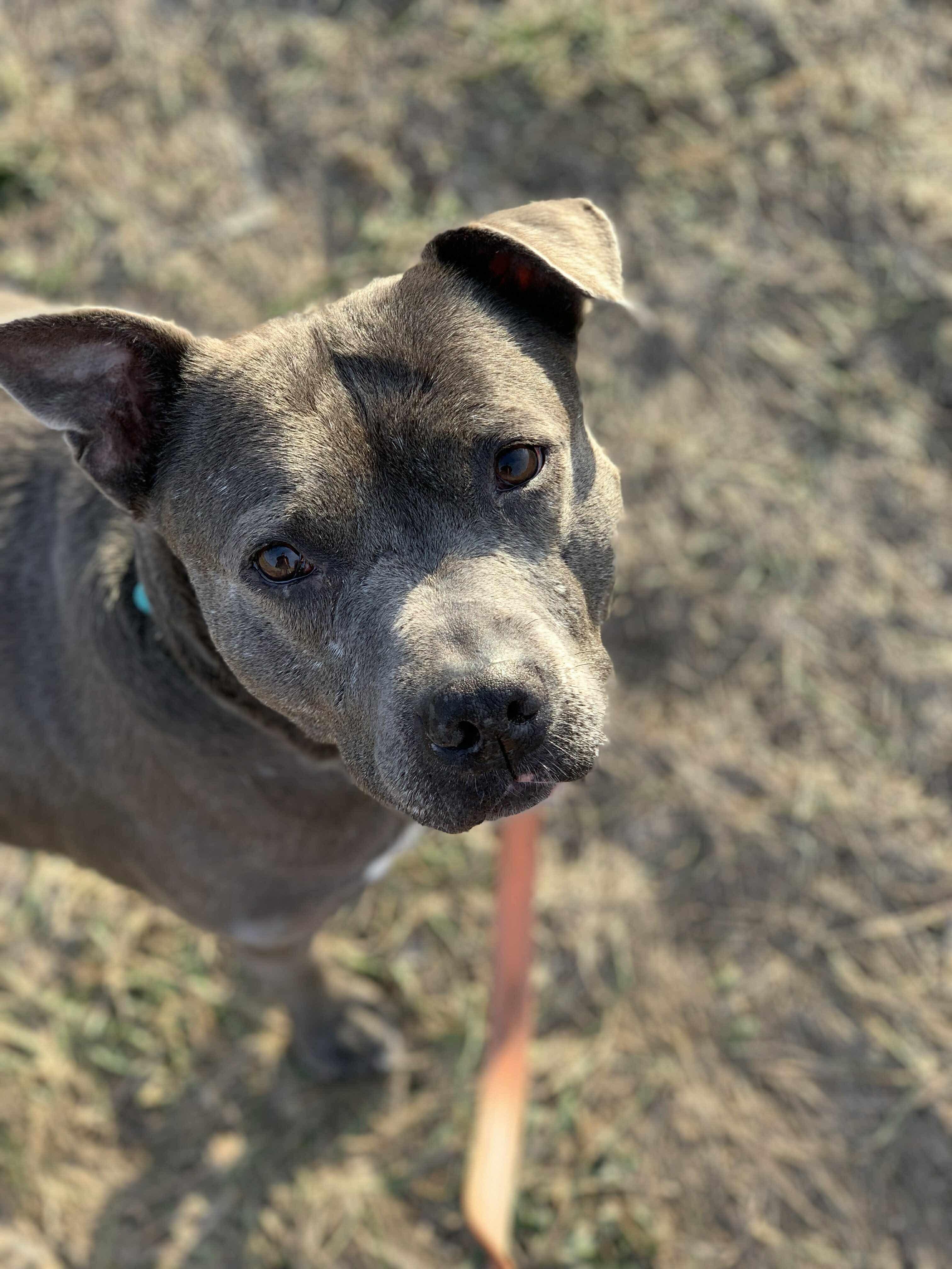 Enlarge Raven, a Adoptable mixed breed in Independence, IA image 2/2