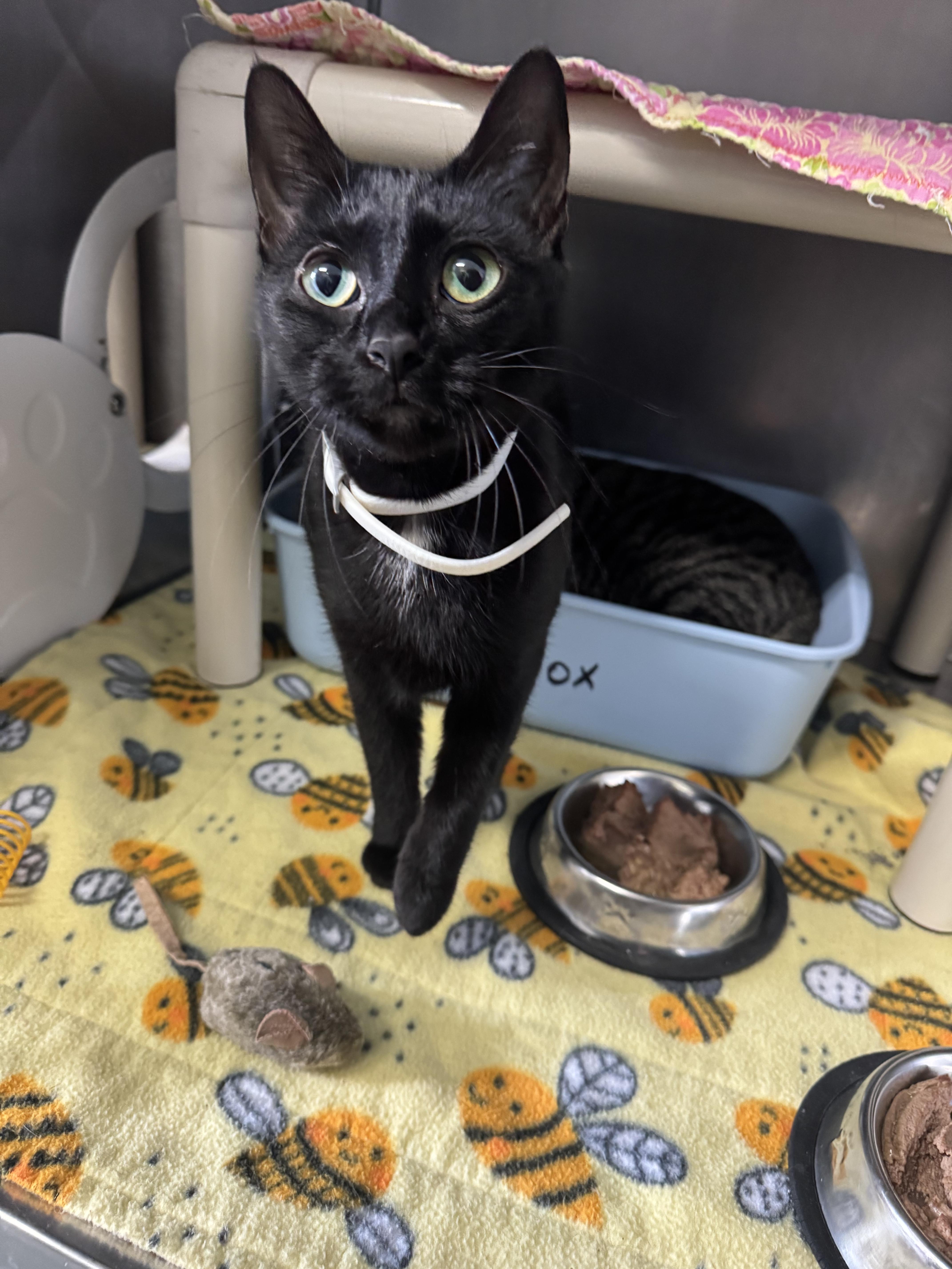 Bashful Bat, a Adoptable mixed breed in Marshall, NC image 2/3