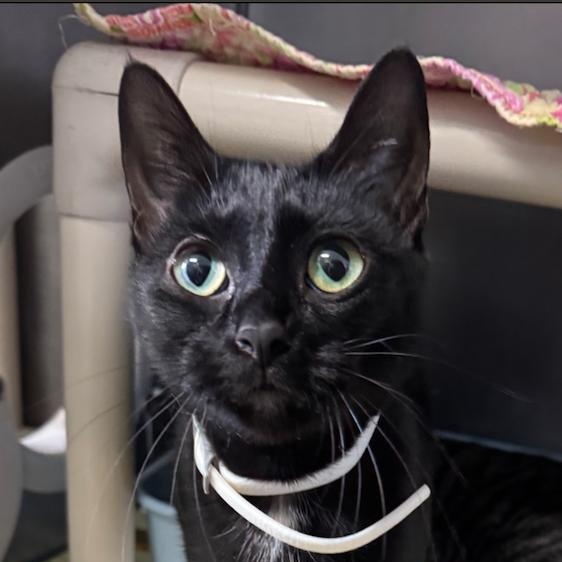 Bashful Bat, a Adoptable mixed breed in Marshall, NC image 1/3