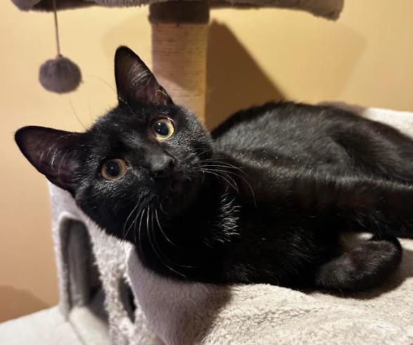 Morticia (Bonded Pair with Wednesday), a ADOPTABLE Domestic Short Hair in Newburgh, NY image 2/3