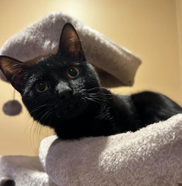 Morticia (Bonded Pair with Wednesday), a ADOPTABLE Domestic Short Hair in Newburgh, NY image 3/3
