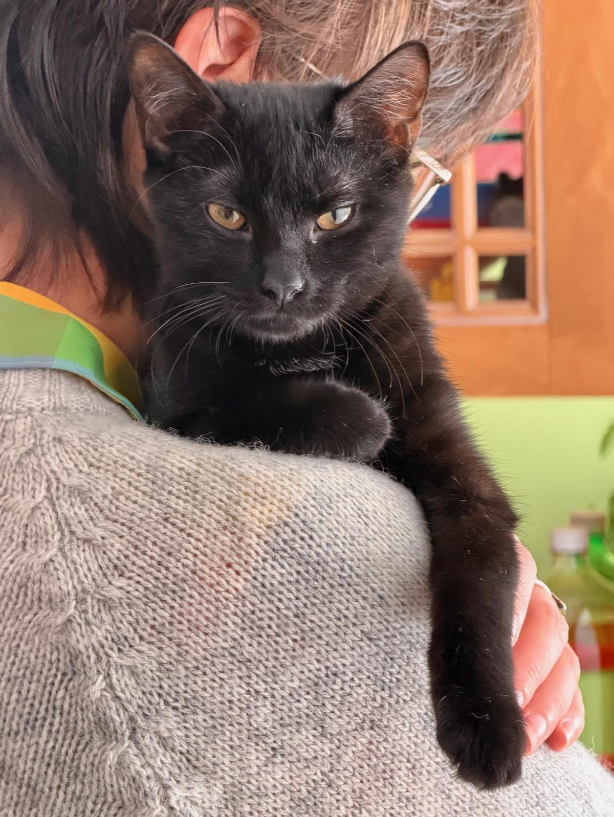 Morticia (Bonded Pair with Wednesday), a ADOPTABLE Domestic Short Hair in Newburgh, NY image 1/3