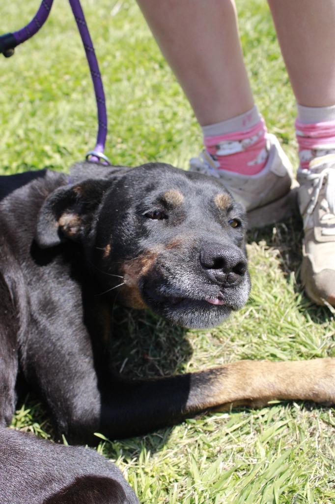 Brinley, Adoptable, Young Female Mixed Breed.