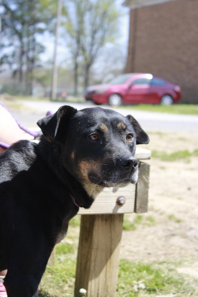 Enlarge Brinley, a Adoptable mixed breed in Dyersburg, TN image 2/2