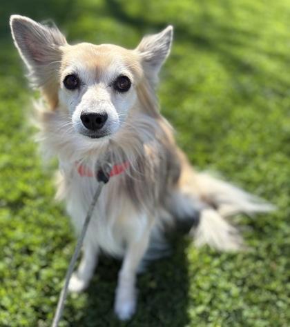 Ohana, Adoptable, Adult Male Pomeranian & Mixed Breed.