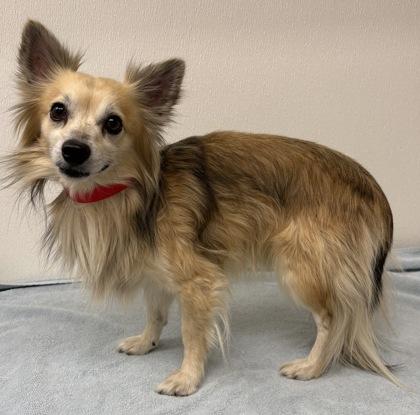 Enlarge Ohana, a Adoptable mixed breed in Phoenix, AZ image 2/2
