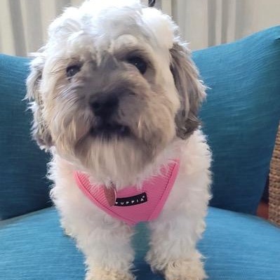 Agnes, ADOPTABLE, Young Female Shih Tzu & Miniature Poodle.