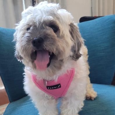 Enlarge Agnes, a ADOPTABLE mixed breed in Boca Raton, FL image 2/4