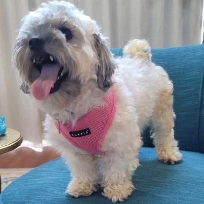 Enlarge Agnes, a ADOPTABLE mixed breed in Boca Raton, FL image 4/4