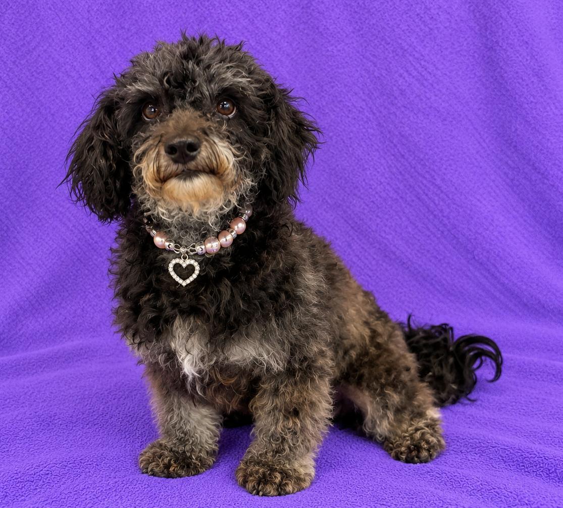 Enlarge Luna, a Adoptable Poodle (Toy) in Lodi, CA image 5/6