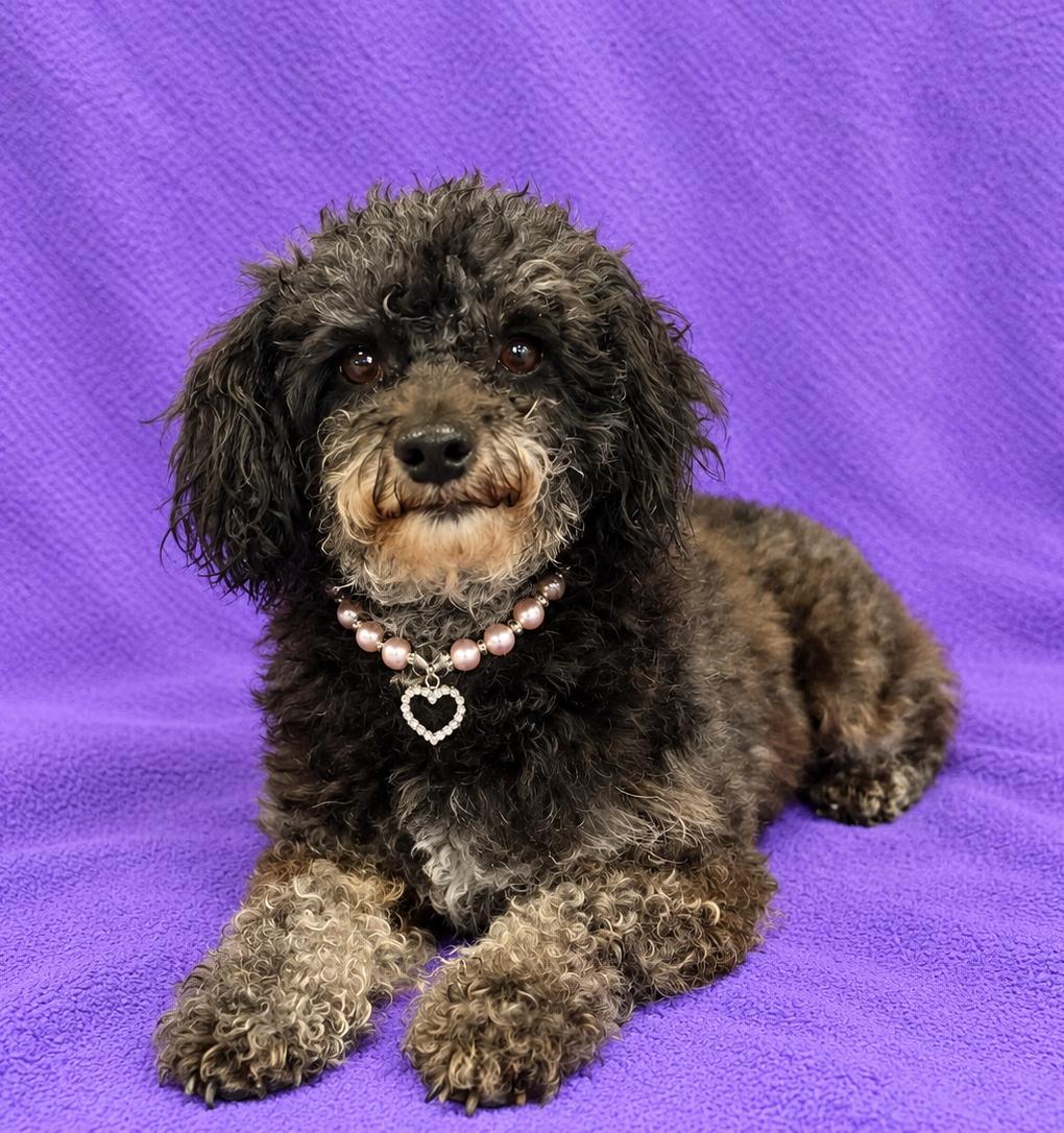 Enlarge Luna, a Adoptable Poodle (Toy) in Lodi, CA image 6/6