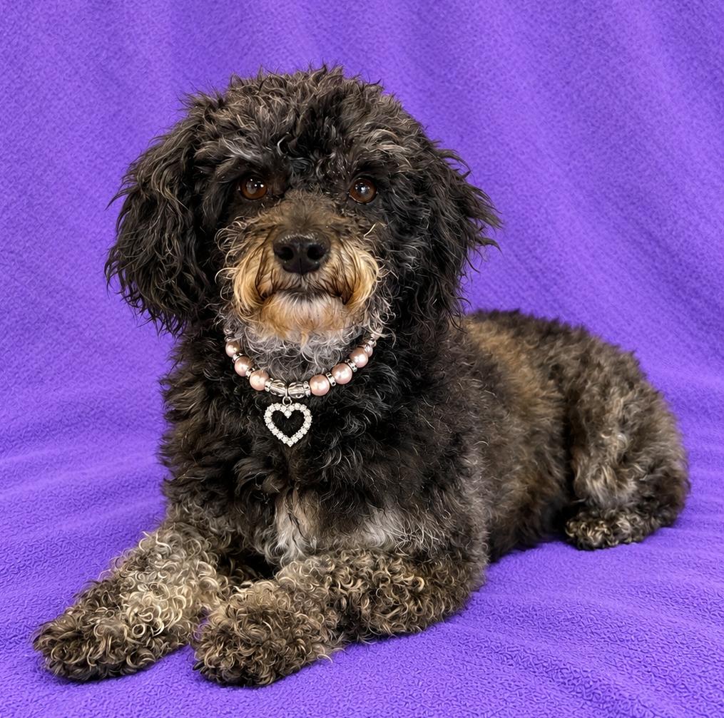 Enlarge Luna, a Adoptable Poodle (Toy) in Lodi, CA image 1/6