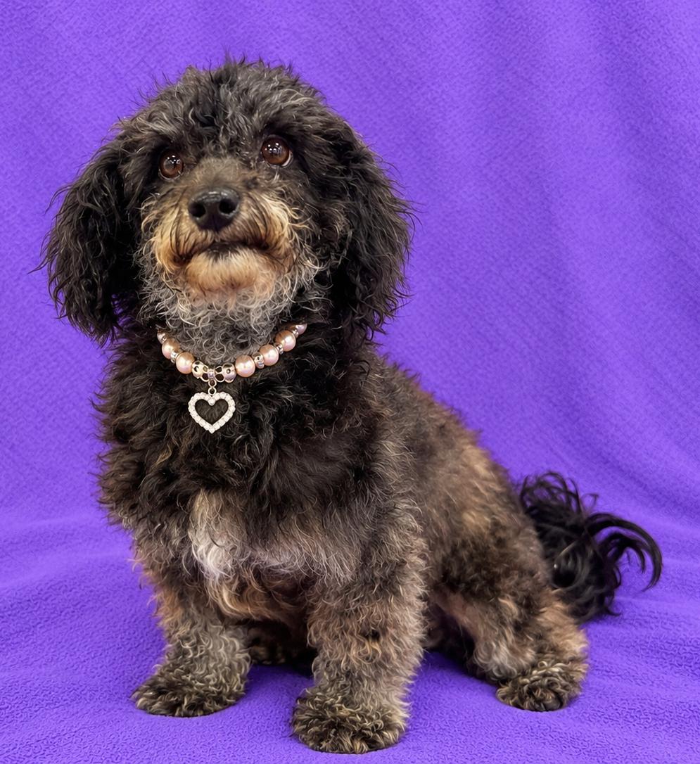 Enlarge Luna, a Adoptable Poodle (Toy) in Lodi, CA image 2/6