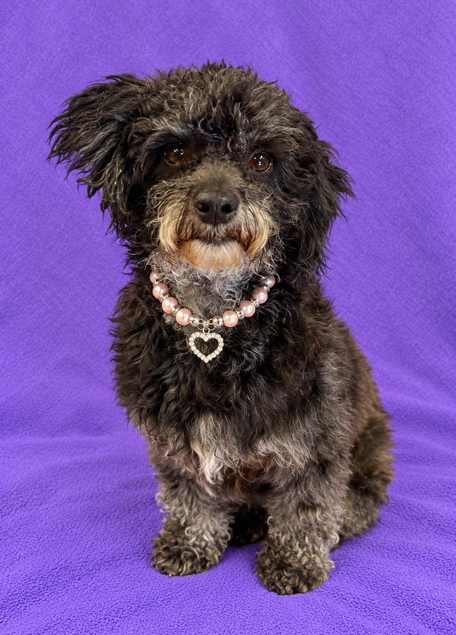 Enlarge Luna, a Adoptable Poodle (Toy) in Lodi, CA image 3/6