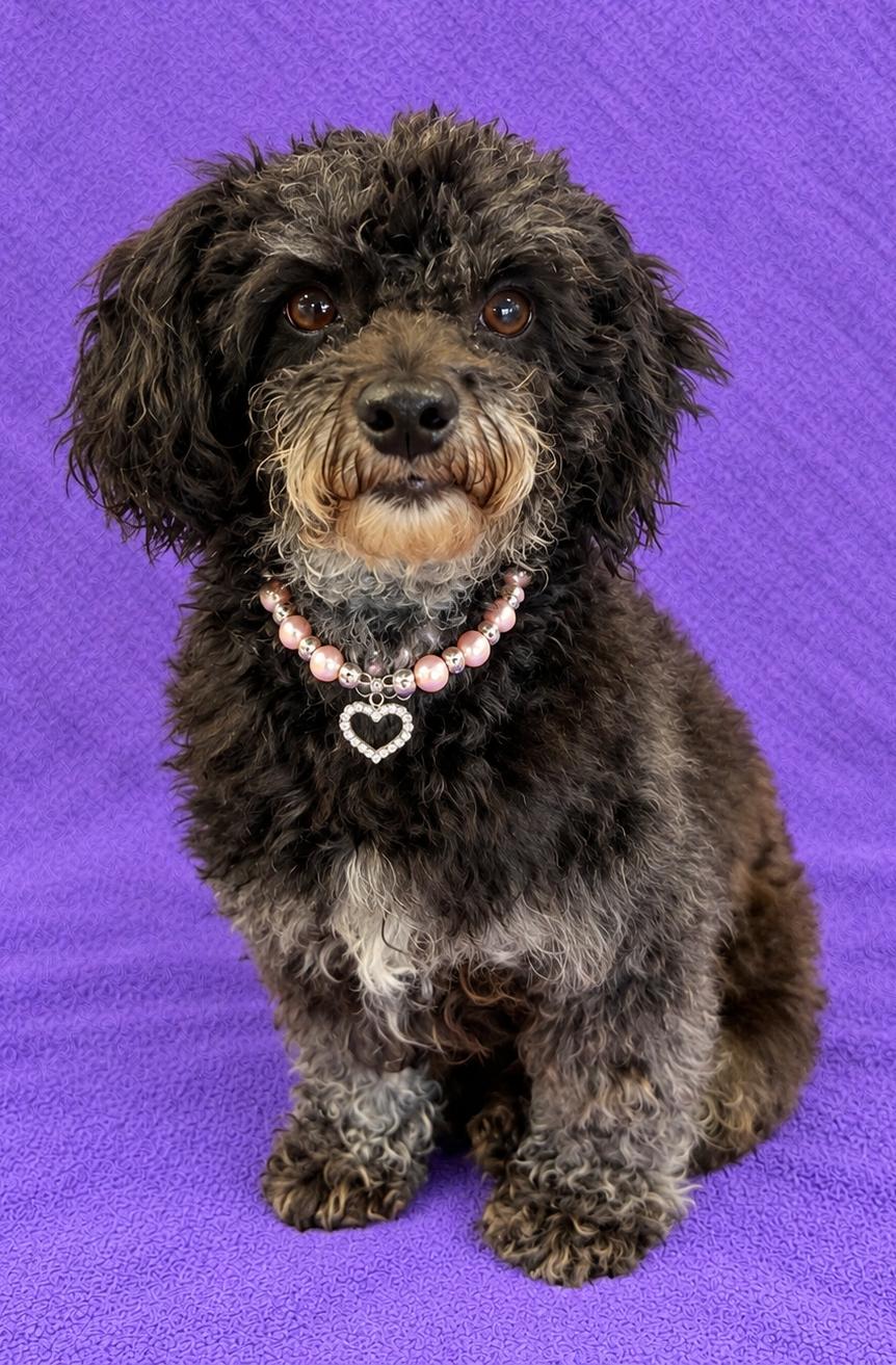 Enlarge Luna, a Adoptable Poodle (Toy) in Lodi, CA image 4/6