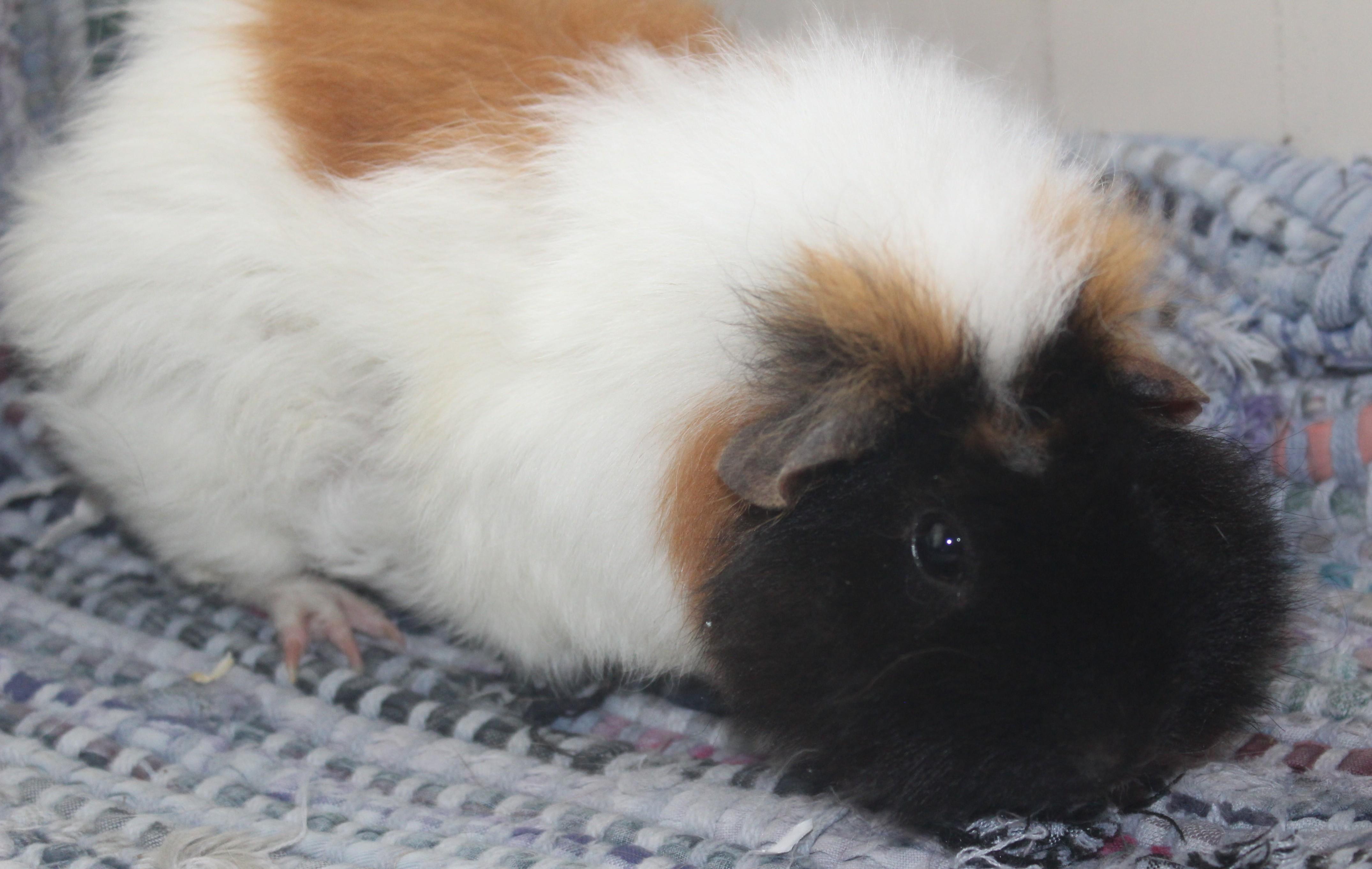 Tulip, adopted, Adult Female Guinea Pig.