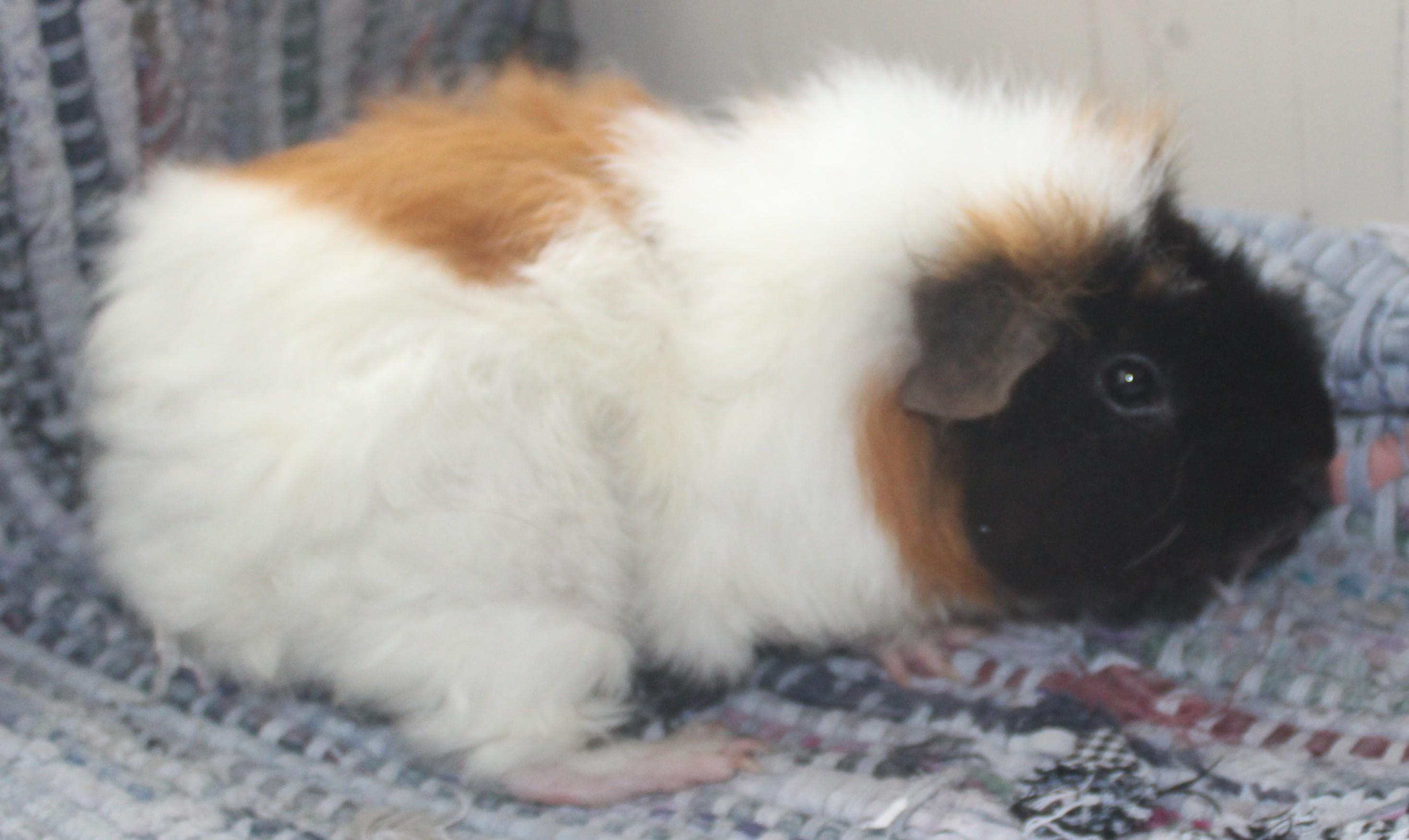 Enlarge Tulip, an adopted Guinea Pig in Huron, SD image 4/4