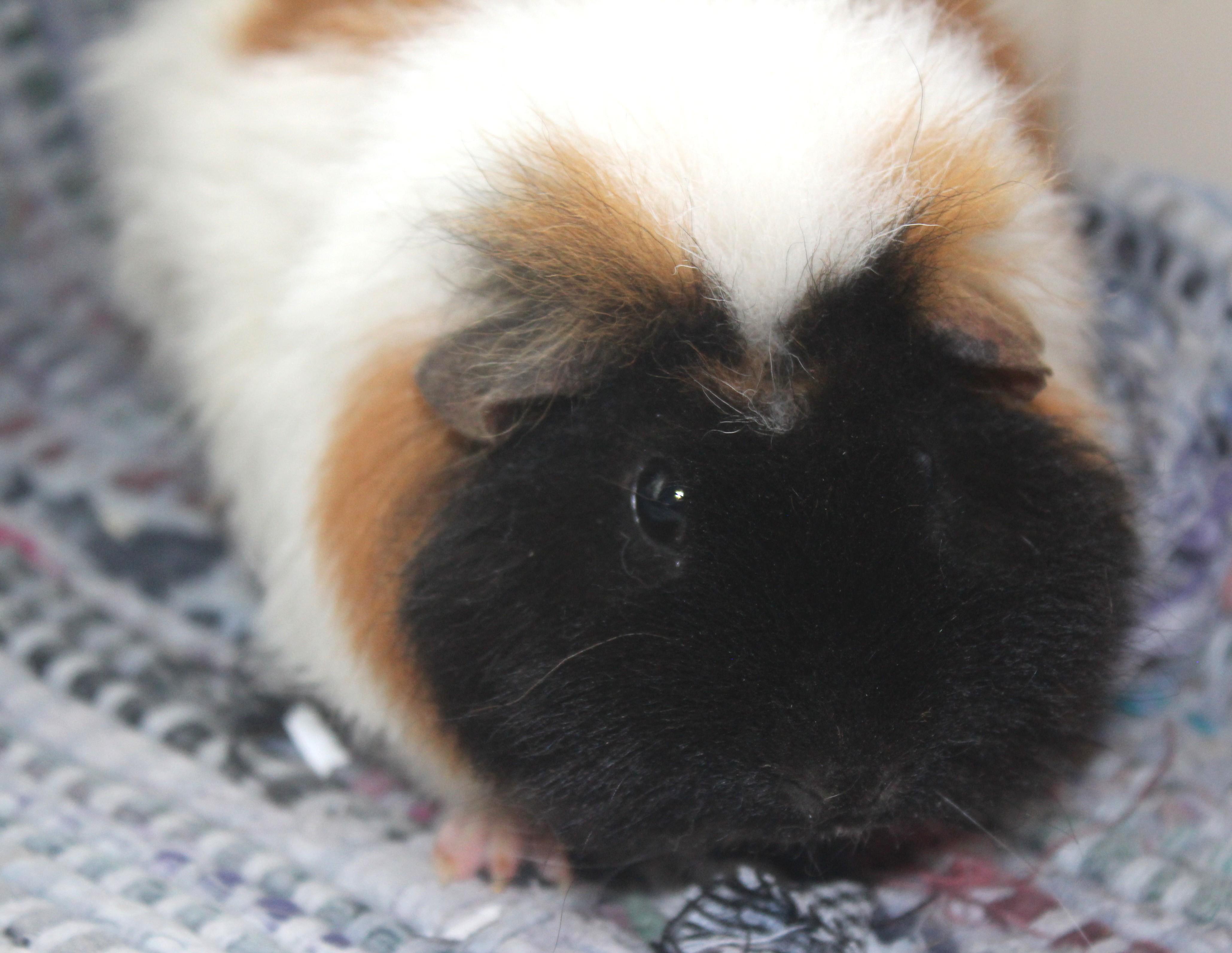 Enlarge Tulip, an adopted Guinea Pig in Huron, SD image 3/4