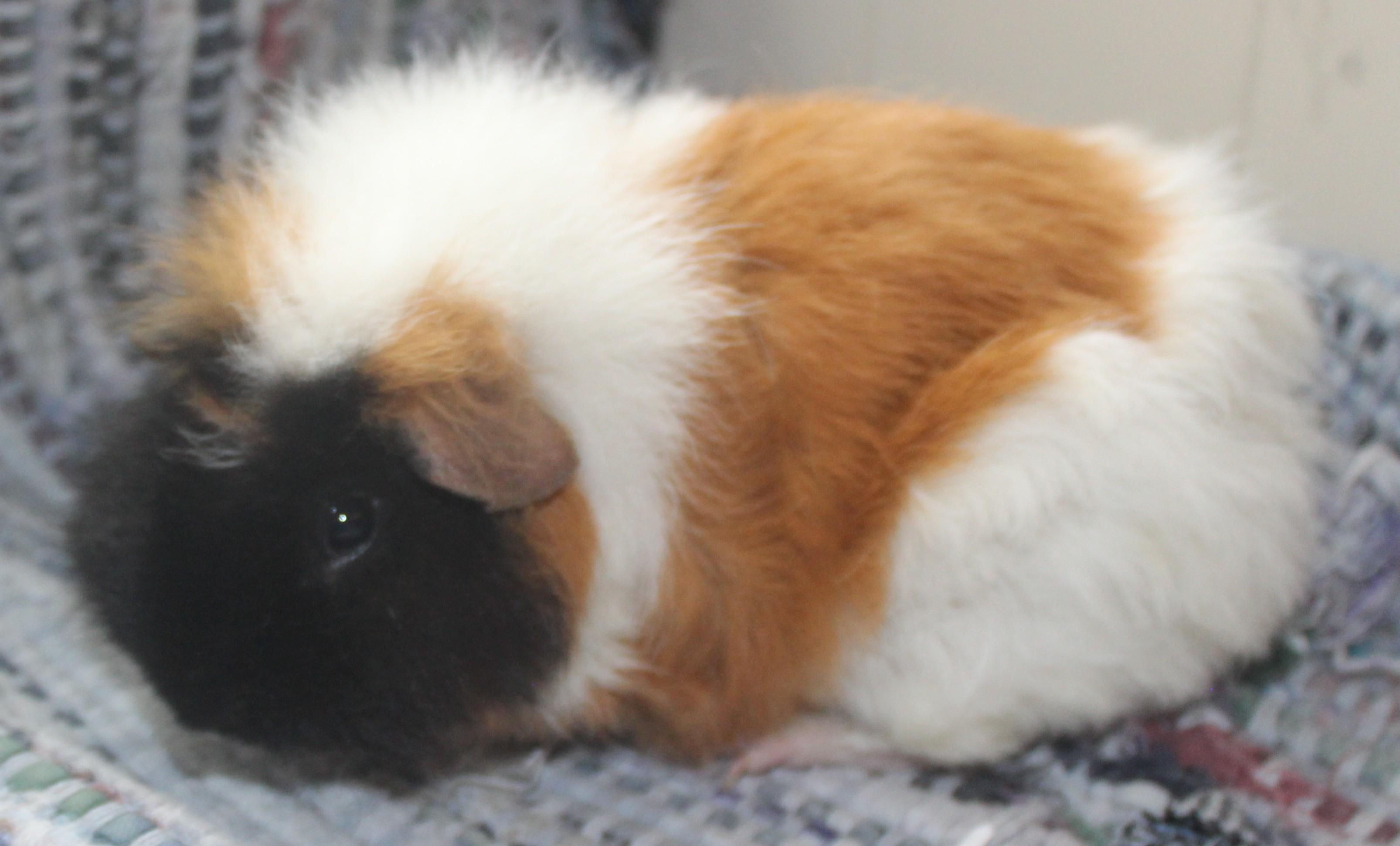 Enlarge Tulip, an adopted Guinea Pig in Huron, SD image 2/4