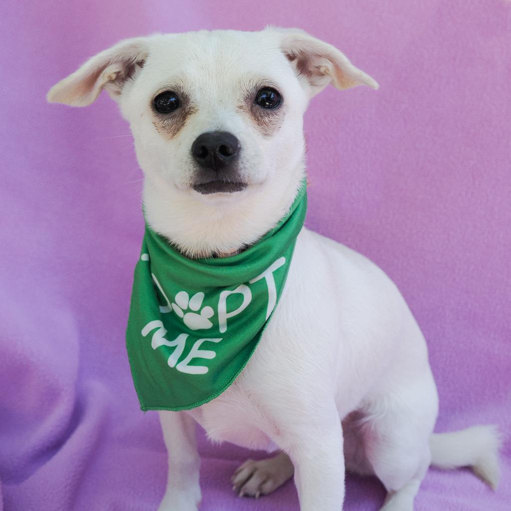 NINI, a Adoptable mixed breed in Point Richmond, CA image 1/5