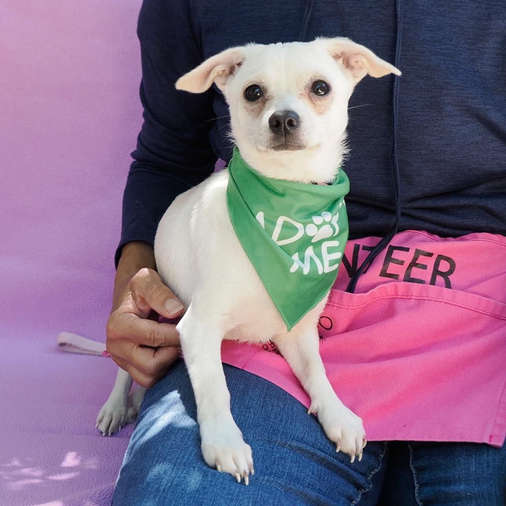 NINI, a Adoptable mixed breed in Point Richmond, CA image 2/5