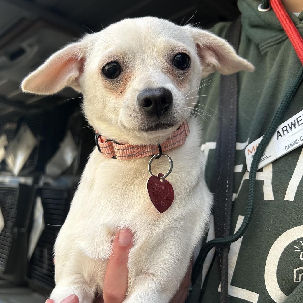 NINI, a Adoptable mixed breed in Point Richmond, CA image 3/5