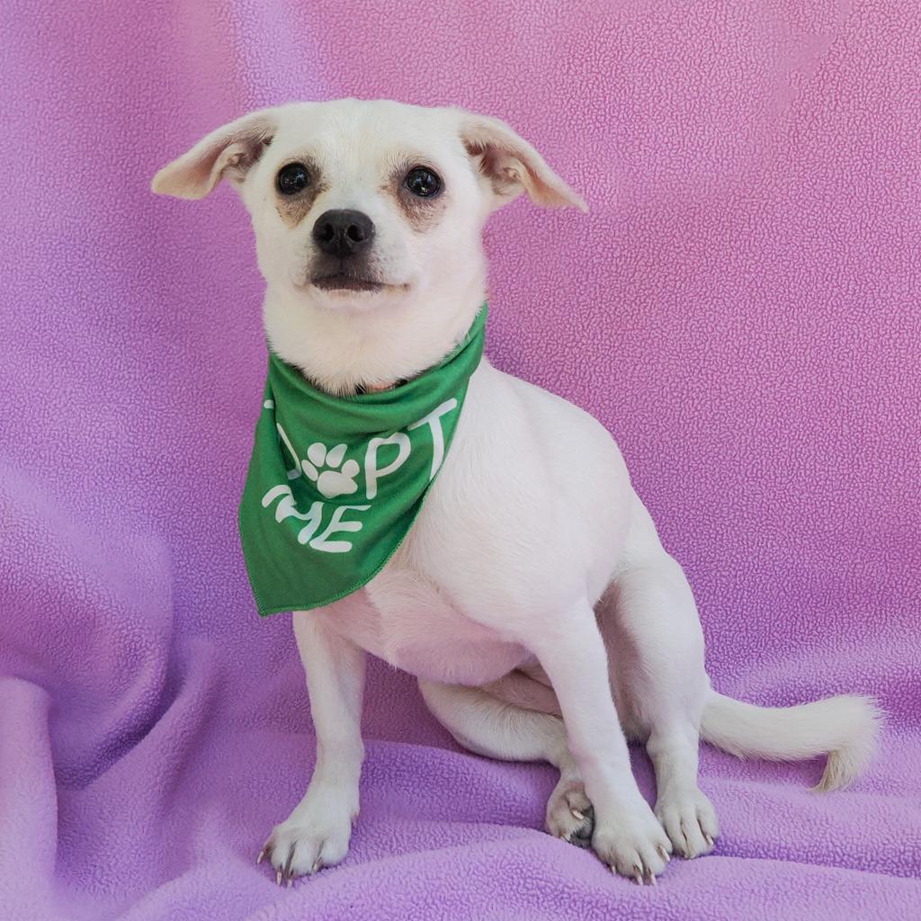 NINI, a Adoptable mixed breed in Point Richmond, CA image 4/5