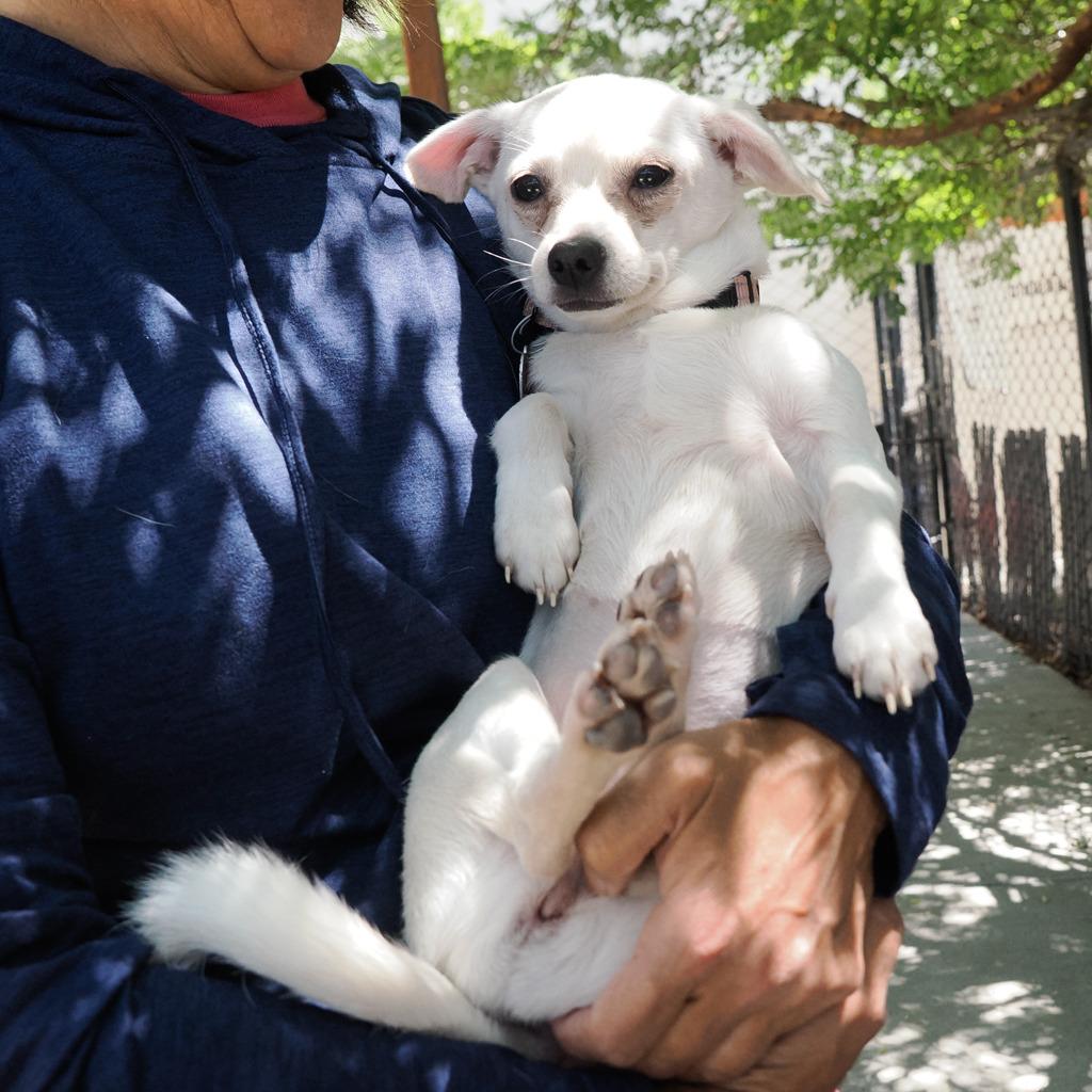 NINI, a Adoptable mixed breed in Point Richmond, CA image 5/5