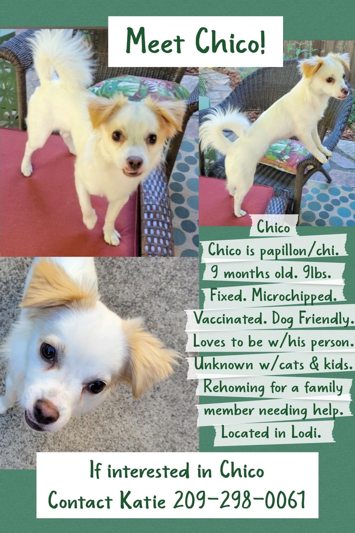 Enlarge Chico, an adopted mixed breed in Elk Grove, CA image 3/3