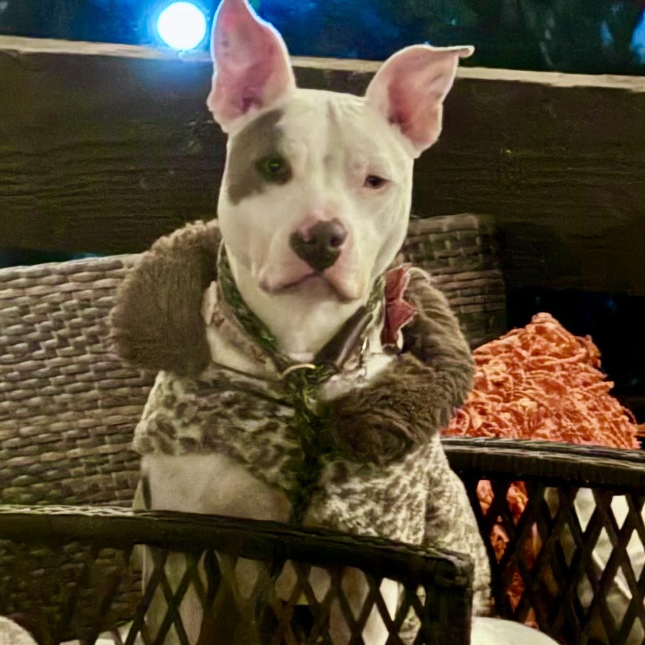 Rose, a Adoptable mixed breed in Studio City, CA image 2/5