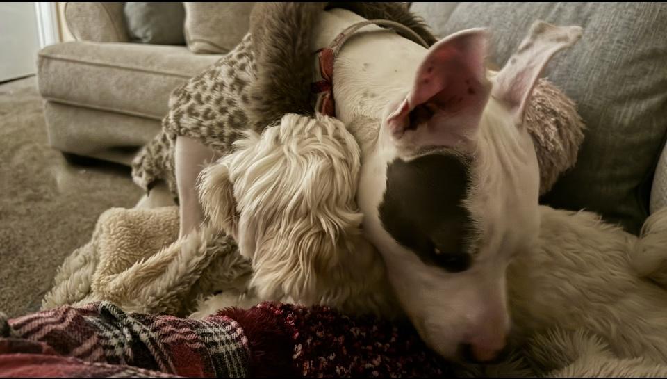 Rose, a Adoptable mixed breed in Studio City, CA image 5/5