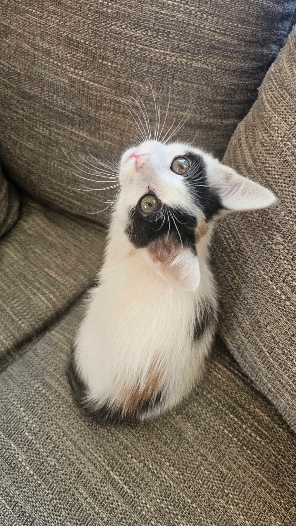 Enlarge Pam, a Adoptable Domestic Short Hair in Heyburn, ID image 1/2