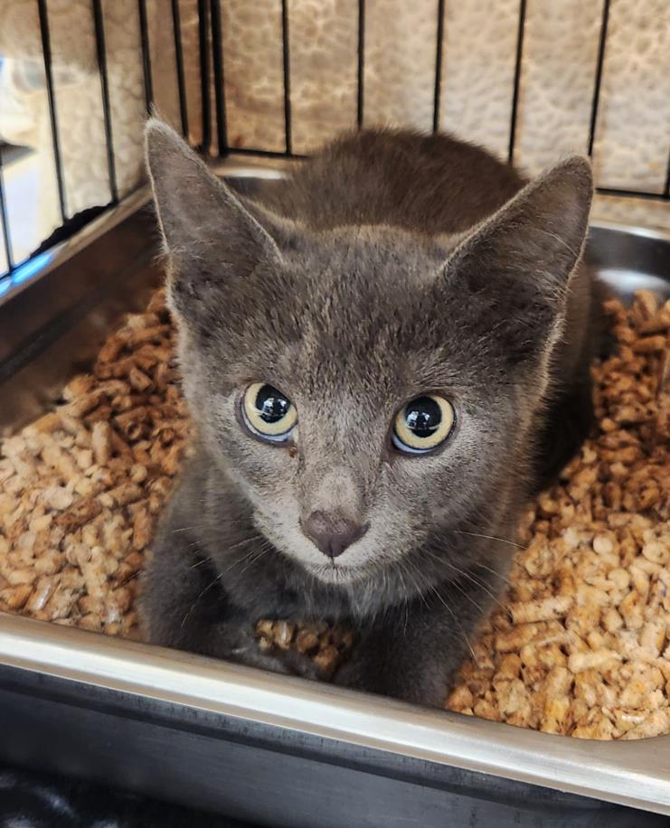 Enlarge CHIRRUPS, a Adoptable Domestic Short Hair in Hagerstown, MD image 1/1