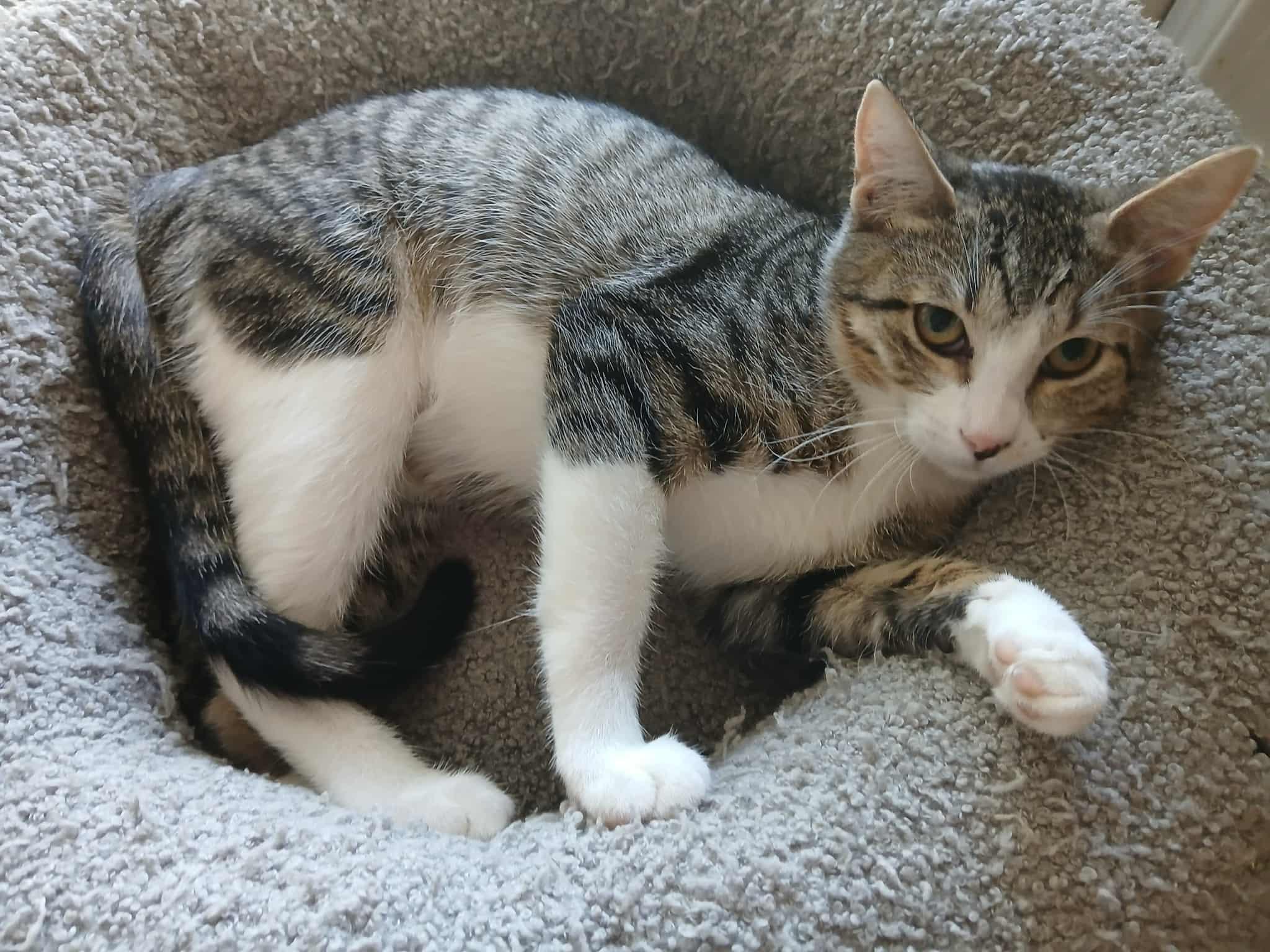 Enlarge Perla, a Adoptable Domestic Short Hair in Edmond, OK image 1/1