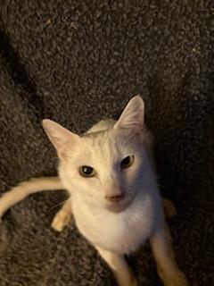 Enlarge W.C., a Adoptable American Shorthair in Mesquite, TX image 2/3