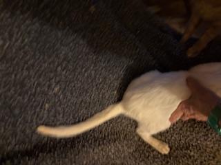 Enlarge W.C., a Adoptable American Shorthair in Mesquite, TX image 3/3