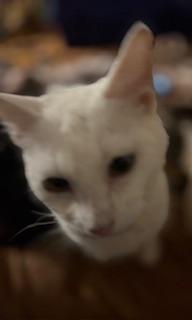 W.C., Young Male American Shorthair