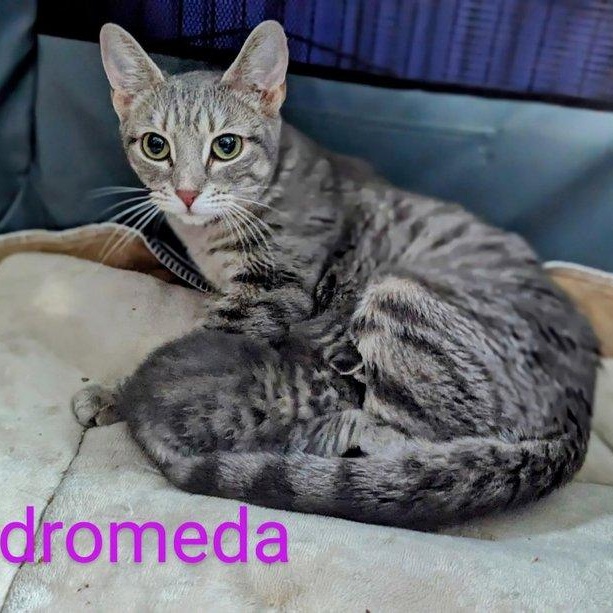 Andromeda, Adult Female Domestic Short Hair
